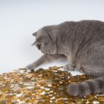 猫とお金